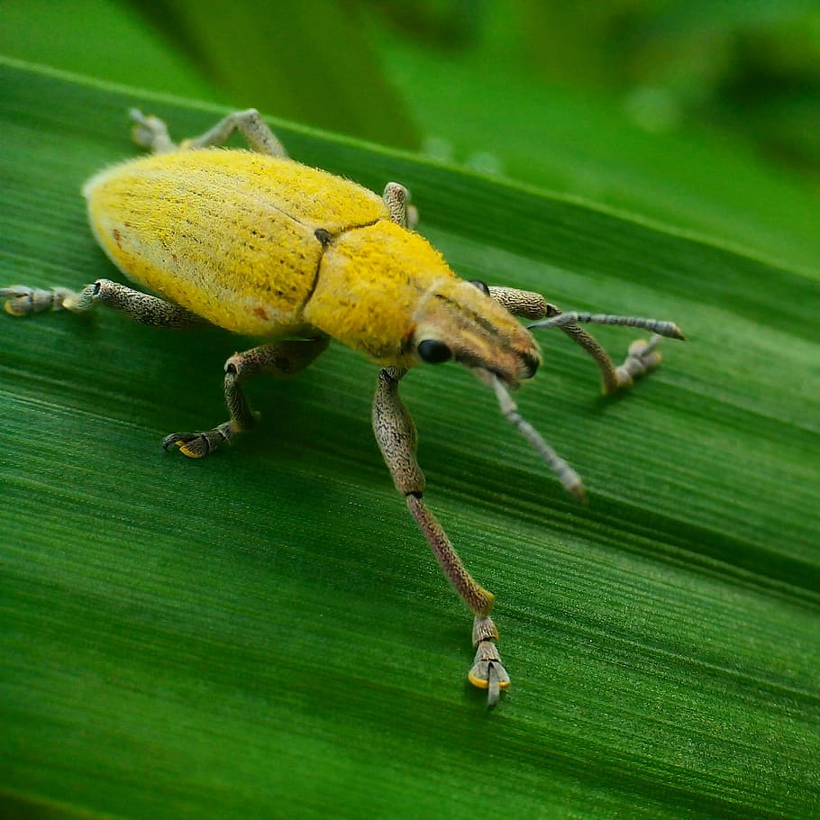 insetti, foglia, giallo, animali, verde, ketch, campo, proprio, parte vegetale, avvicinamento, colore verde, invertebrato, animale, insetto, fauna selvatica, temi animali, animali allo stato selvatico, nessuno, un animale, natura, giorno, pianta, concentrarsi sulle conoscenze acquisite, messa a fuoco selettiva, all'aperto, le foglie, gamba animale, 1080P