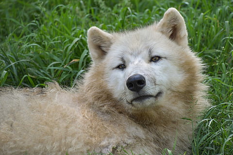 voksen, hvit, siberian, husky, grønn, gress nærbilde foto, ulv, portrett, gress, rovdyret, dyr, hode, kjøtteter, ett dyr, dyre temaer, pattedyr, dyr i naturen, dyreliv, anlegg, virveldyr, ingen folk, dag, natur, innenlands, canine, ser på kameraet, nærbilde, hund, kjæledyr, dyr kroppsdel, utendørs, dyr hode, 5K, CC0, offentlig domene, opphavsrett gratis
