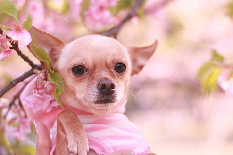 ten rengi pürüzsüz chihuahua, chihuahua, köpek, chihuahua - köpek, hayvan, Evcil Hayvanlar, sevimli, küçük, açık havada, memeli, doğa, köpek yavrusu, safkan köpek, bir hayvan, kameraya bakıyor, pembe renk, hayvan temaları, yerli, çiçek, bitki, çiçekli bitki, kucak köpeği, portre, insansız, bahar, 1080P, CC0, kamu malı, telif ücretsiz