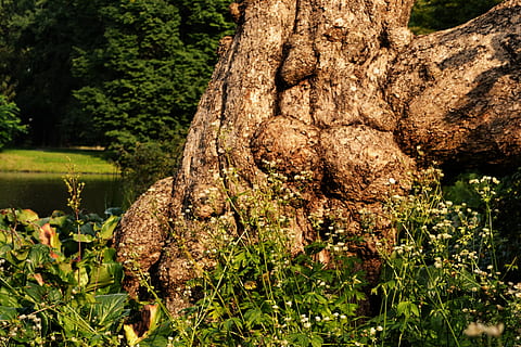 radice dell'albero, tribù, Marrone, albero, ceppo, natura, vecchio, radicato, abbaiare, coperto di vegetazione, vecchio albero, energia naturale, nodoso, natura selvaggia, potente, pianta, crescita, tronco, tronco d'albero, giorno, nessuno, colore verde, la tranquillità, bellezza nella natura, strutturato, all'aperto, concentrarsi sulle conoscenze acquisite, avvicinamento, terra, muschio, foresta, ruvido, 4K, CC0, dominio pubblico, privo di copyright