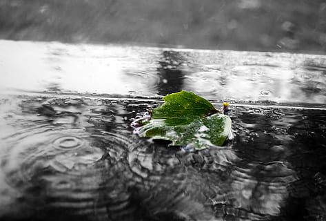 grønn, blader, kropp, vann, blad, natur, makro, dam, regn, regndråper, sesonger, element, Sky, utfelling, vår, sommer, høststorm, bakgrunn, grønn farge, våt, refleksjon, friskhet, bevegelse, innsjø, ingen folk, dag, rippled, utendørs, selektiv fokusering, sprut, skjønnhet i naturen, miste, vannkanten, plante del, flyter på vann, renhet, rennende vann, 4K, CC0, offentlig domene, opphavsrett gratis