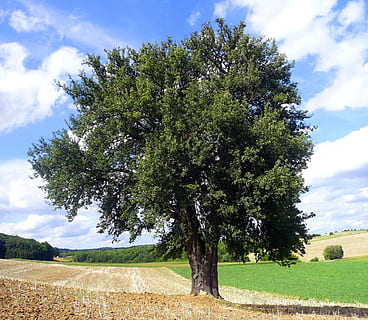 pera, arbre, arbre caducifoli, pera, arbre, lerchenberg, Alemanya, créixer, tribu, planta, cultiu, núvol - cel, agricultura, camp, escena rural, cel, creixement, bellesa a la natura, escena tranquil·la, paisatge, terra, naturalesa, tranquil·litat, color verd, herba, escenics - natura, cap gent, dia, medi ambient, a l'aire lliure, 720P, CC0, domini públic, lliure de regalies