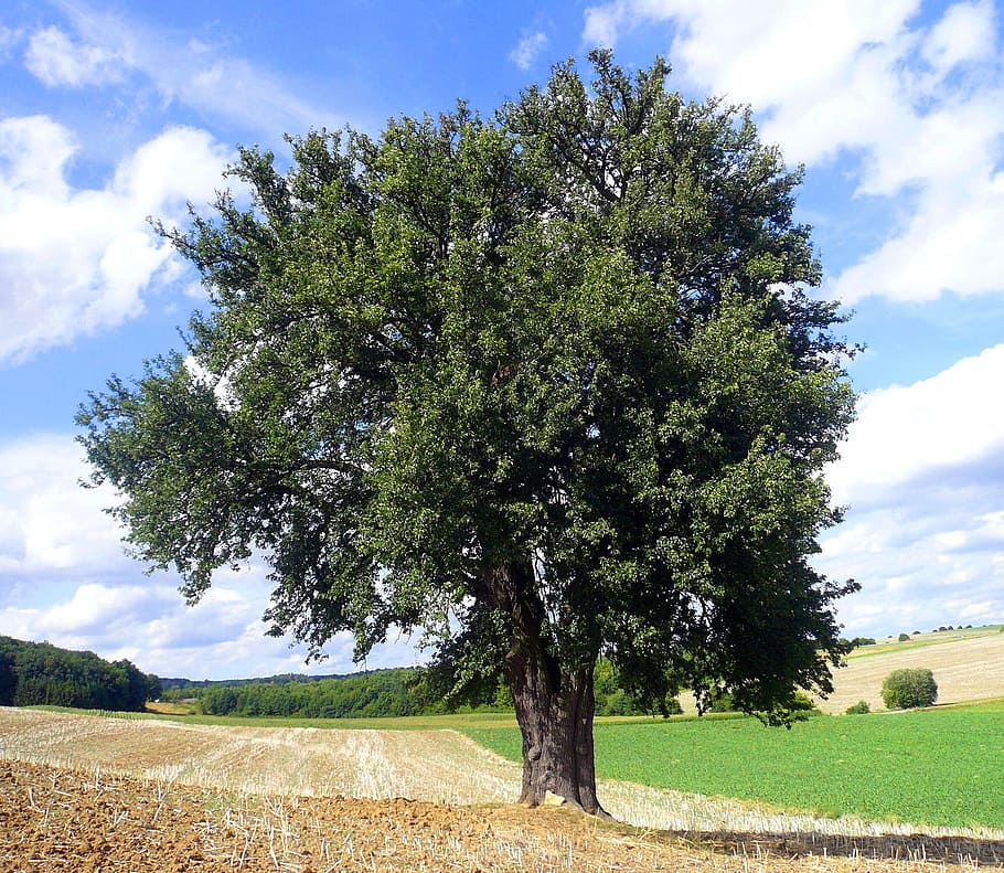 pera, arbre, arbre caducifoli, pera, arbre, lerchenberg, Alemanya, créixer, tribu, planta, cultiu, núvol - cel, agricultura, camp, escena rural, cel, creixement, bellesa a la natura, escena tranquil·la, paisatge, terra, naturalesa, tranquil·litat, color verd, herba, escenics - natura, cap gent, dia, medi ambient, a l'aire lliure, 720P