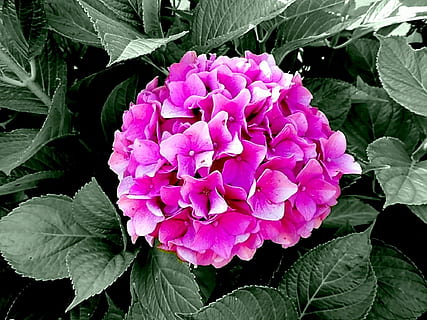 hortensje, hortensja, rodzaj, rośliny hortensji, hydrangeaceae, krzewy ozdobne, różowy, kwitnąć, kwiat, kwiatostan, ogród z kwiatami, piękny, pąki kwiatowe, roślina, kwiaty, roślina kwitnąca, liść, część rośliny, piękno natury, wzrost, wrażliwość, kruchość, świeżość, kolor różowy, płatek, zbliżenie, Natura, głowa kwiatu, dzień, botanika, zielony kolor, żadnych ludzi, na dworze, wiosna, fioletowy, liliowy, 1080P, CC0, domena publiczna, darmowe zdjęcia