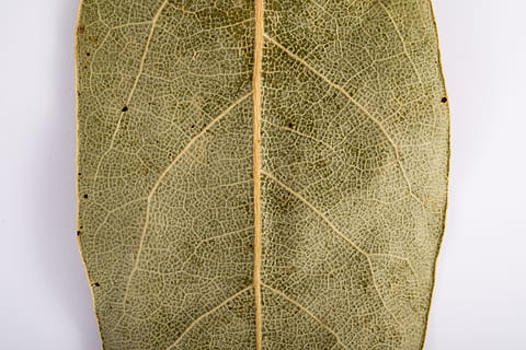 foglio, vecchia foglia, foglie secche, albero, autunno, vecchiaia, secchezza, modello, natura, vena fogliare, foglia, avvicinamento, parte vegetale, nessuno, pianta, strutturato, girato in studio, colore verde, modello naturale, Marrone, all'aperto, sfondo bianco, fragilità, asciutto, macro, vulnerabilità, 4K, CC0, dominio pubblico, privo di copyright