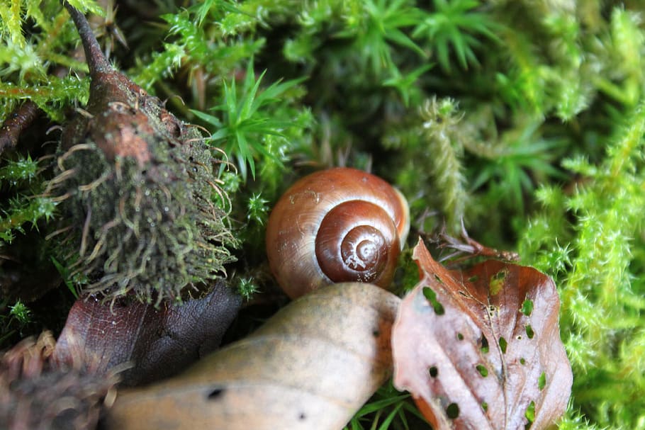 lumaca, le foglie, conchiglia, foresta, natura, animale, autunno, colorato, Marrone, mini, muschio, piccolo, ottobre, mollusco, gasteropode, pianta, invertebrato, fauna selvatica, avvicinamento, temi animali, animali allo stato selvatico, nessuno, giorno, colore verde, crescita, guscio di animale, messa a fuoco selettiva, erba, parte vegetale, all'aperto, 4K
