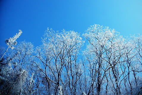 vinterträd, snö, träd, växt, blå, himmel, skönhet i naturen, natur, inget folk, lågvinkelvy, nakna träd, klar himmel, lugn, gren, vinter-, dag, scenics - natur, kall temperatur, utomhus, tillväxt, tallskog, barrträd, 4K, CC0, offentligt domän, royaltyfria