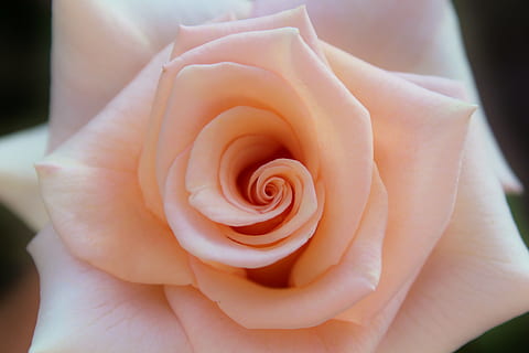 lyserød, Rose, nærbillede fotografering, blomstre, flor, tæt på, laks, blomst, rose blomst, duft, natur, rosenblomst, kronblad, plante, makro, sommer, blomstrende plante, skønhed i naturen, skrøbelighed, sårbarhed, friskhed, blomsterstand, blomsterhoved, en person, vækst, fokus på forgrunden, hånd, menneskelig kropsdel, blødhed, blødt fokus, finger, 5K, CC0, offentligt domæne, royaltyfrie