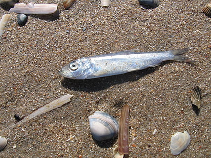 Fisch, Meer, Muscheln, Strand, Sand, Küste, ist gestorben, Tier, Tierwelt, Tierthemen, High Angle View, Land, Wirbeltier, Meeresfrüchte, Tag, keine Leute, Tiere in freier Wildbahn, Natur, Nahansicht, Schale, draußen, Marine, Kieselstein, 1080P, CC0, gemeinfrei, lizenzfrei