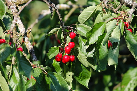 Kirschen, Kirsche, rot, Baum, Obst, Süße Kirsche, Obstbaum, Süss, reif, Kirschzweige, gesund, fruchtig, abhängen, Vitamine, köstlich, frisch, Früchte, Gesundheit, schließen, Essen und Trinken, Lebensmittel, Blatt, Pflanzenteil, Pflanze, Wachstum, gesundes Essen, Frische, grüne Farbe, Natur, Beerenfrucht, Nahansicht, Tag, Wohlbefinden, Ast, Schönheit in der Natur, keine Leute, draußen, Kirschbaum, 4K, CC0, gemeinfrei, lizenzfrei