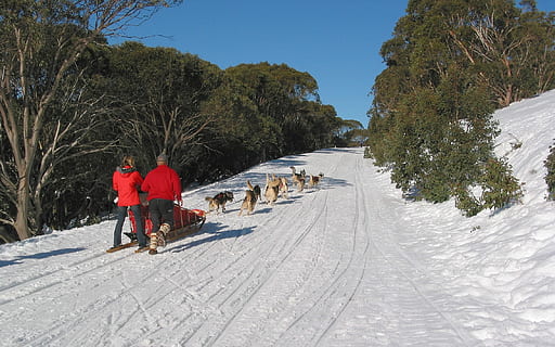 sne, vinter, kold, træ, Frosset, is, frost, landskab, vejr, bjerg, rekreation, sport, spore, Australien, falder creek, Hunde slæde, snehunde, træer, livsstil, aktivitet, udendørs, sti, kold temperatur, plante, natur, fritidsaktivitet, vintersport, herrer, bagfra, mennesker, skønhed i naturen, to personer, transportmidler, rejse, jord, dag, varme tøj, 1080P, CC0, offentligt domæne, royaltyfrie