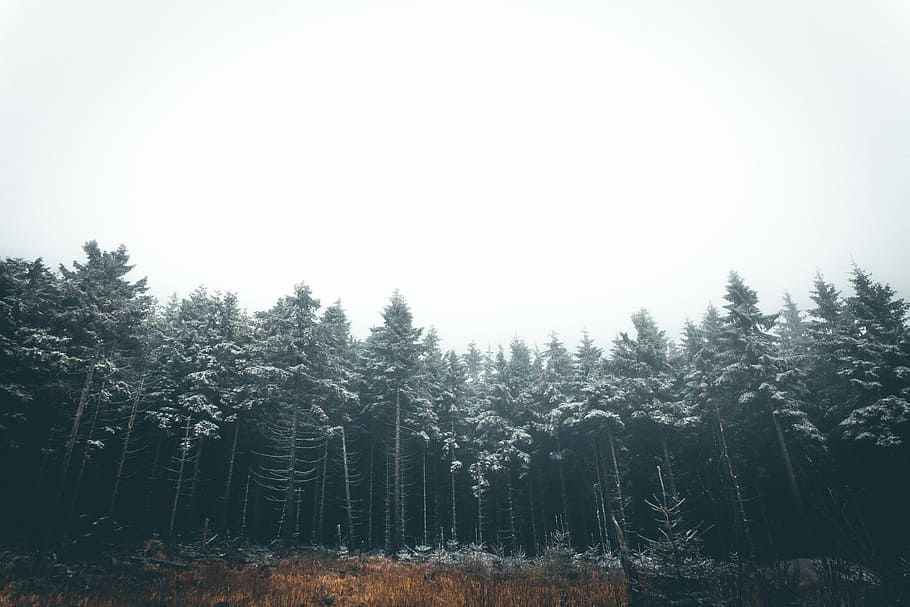 ต้นไม้ในช่วงกลางวัน, ต้นไม้, Nebel, Wald, ฤดูหนาว, Schnee, หมอก, อารมณ์, การธุดงค์, กลางแจ้ง, ธรรมชาติ, หนาว, หิมะ, ป่า, ปลูก, ความงามในธรรมชาติ, ความเงียบสงบ, ฉากที่เงียบสงบ, การเจริญเติบโต, ท้องฟ้า, ที่ดิน, Scenics - ธรรมชาติ, ฉากที่ไม่ใช่ในเมือง, สิ่งแวดล้อม, ไม่มีคน, วัน, ภูมิประเทศ, ฟ้าโปร่ง, งดงาม, ต้นสน, ป่าไม้, ต้นไม้ต้นสน, ป่าสน, 5K