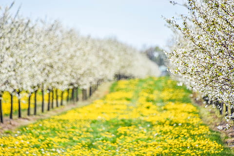 geel, bloemblad, bloem, velden, focus verleggen, fotografie, selectief, focus fotografie, wit, bloemen, dag, bloembollenvelden, tilt-shift fotografie, natuur, lente, fabriek, buitenshuis, zomer, landelijke scène, groene kleur, boom, landbouw, schoonheid in de natuur, seizoen, bloesem, veld-, bloemhoofd, geen mensen, landschap, farm, gewas, bloeiende plant, groei, scenics - natuur, milieu, versheid, land-, kalmte, rustige scène, 5K, CC0, publiek domein, royaltyvrij