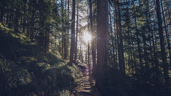 arrels d’arbres, estret, sendera forestal, hunerkogel, fotografia de paisatge, boscos, arbres nus, blau, ennuvolat, cel, arbre, bosc, sol, ruta, Camí, naturalesa, a l'aire lliure, paisatge, escenics, pi, tronc de l'arbre, cap gent, color verd, àrea salvatge, bellesa a la natura, llum solar, raig de sol, tranquil·litat, planta, terra, creixement, escena tranquil·la, escenics - natura, escena no urbana, dia, tronc, flare de la lent, streaming, arbre de coníferes, 5K, CC0, domini públic, lliure de regalies