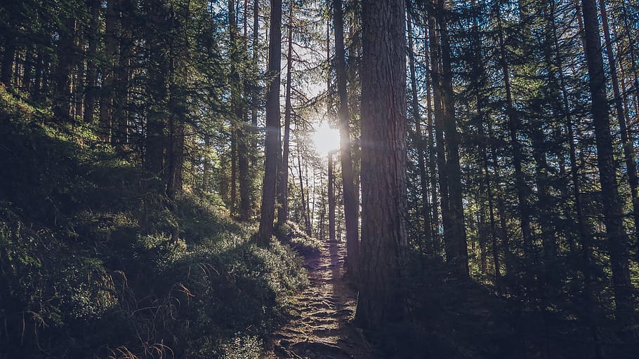 arrels d’arbres, estret, sendera forestal, hunerkogel, fotografia de paisatge, boscos, arbres nus, blau, ennuvolat, cel, arbre, bosc, sol, ruta, Camí, naturalesa, a l'aire lliure, paisatge, escenics, pi, tronc de l'arbre, cap gent, color verd, àrea salvatge, bellesa a la natura, llum solar, raig de sol, tranquil·litat, planta, terra, creixement, escena tranquil·la, escenics - natura, escena no urbana, dia, tronc, flare de la lent, streaming, arbre de coníferes, 5K