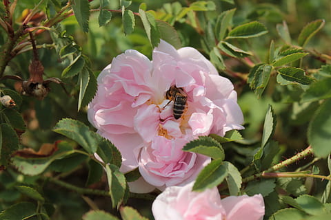 fiore, ape, api, nettare, rosa, fiore rosa, giardini Botanici, Denver, fragilità, petalo, pianta fiorita, vulnerabilità, bellezza nella natura, pianta, crescita, invertebrato, colore rosa, un animale, animale, freschezza, insetto, testa di fiore, fauna selvatica, temi animali, animali allo stato selvatico, avvicinamento, nessuno, impollinazione, bombo, polline, 5K, CC0, dominio pubblico, privo di copyright