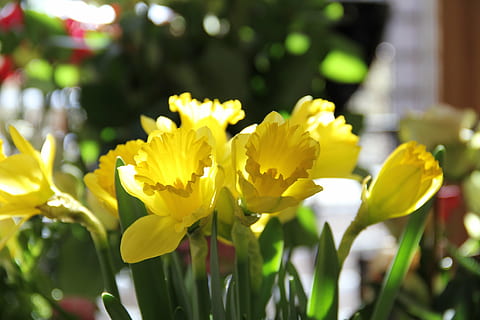 narcisos, flors, primavera, flor groga, flor, planta amb flors, planta, bellesa a la natura, groc, frescor, vulnerabilitat, fragilitat, primer pla, creixement, cap gent, naturalesa, pètal, dia, a l'aire lliure, centrar-se en primer pla, inflorescència, cap de flor, llum solar, enfocament selectiu, llit de flors, 5K, CC0, domini públic, lliure de regalies