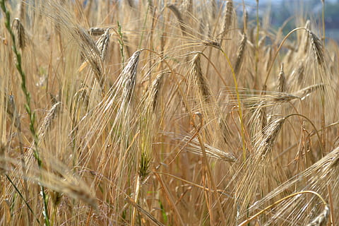 trigo, verão, Prado, campo, panorama, prado de verão, colheita, planta de cereais, plantar, crescimento, agricultura, cena rural, terra, Fazenda, natureza, ninguém, fechar-se, beleza na natureza, dia, espiga de trigo, tranquilidade, focar em primeiro plano, meio Ambiente, ao ar livre, maduro, caule, 4K, CC0, domínio público, royalty free