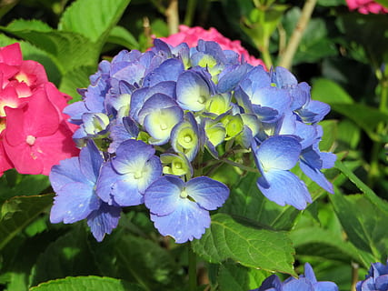 hydrangea macrophylla, hydrangea, biru, berbunga, bunga ungu, bunga biru, violet, taman, brittany, menanam, botani, bunga, ungu, keindahan di alam, daun bunga, pertumbuhan, alam, tanaman berbunga, kerentanan, kerapuhan, kesegaran, hal berkembang, merapatkan, kepala bunga, bagian tanaman, daun, hari, fokus pada latar depan, musim semi, tidak ada orang, seikat bunga, 4K, CC0, domain publik, bebas royalti