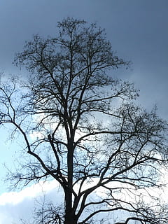 winterlicher tree, tree without leaves, atmosphere, clouds, sun, tree, sky, plant, low angle view, branch, no people, bare tree, nature, tranquility, beauty in nature, day, outdoors, silhouette, scenics - nature, cloud - sky, blue, growth, tranquil scene, trunk, tree canopy, 2K, CC0, public domain, royalty free