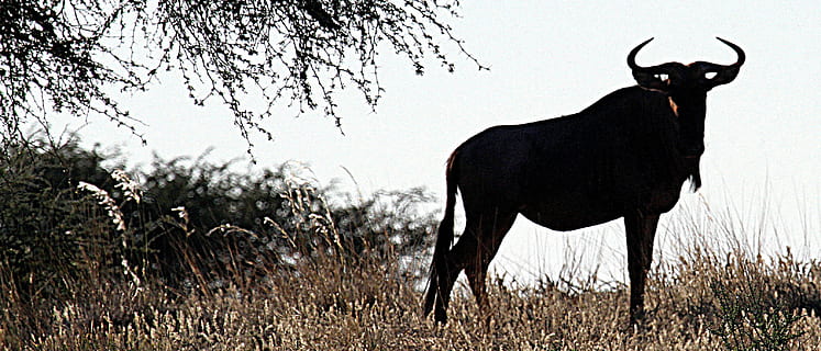 gnu, kalahari, namibie, poušť, poušť kalahari, step, zvířat, zvíře, savec, jednoho zvířete, rostlina, domácí zvířata, stojící, nikdo, zvířata ve volné přírodě, Příroda, tráva, silueta, býk - zvíře, pole, plná délka, venku, samčí zvíře, obratlovců, den, býložravý, 2K, CC0, veřejná doména, bez autorských práv
