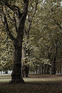 podzim je tady, fotografie, zelená, stromy, les, park, strom, Procházka, podzim, rostlina, kmen stromu, kufr, růst, krása v přírodě, Příroda, klid, nikdo, den, větev, venku, klidné scény, přistát, park - člověk dělal prostor, tráva, scenics - příroda, treelined, pole, 5K, CC0, veřejná doména, bez autorských práv