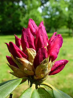 blomstre, blomst, knope, rhododendron, vår, natur, makro, rød, blomstrende plante, anlegg, skjønnhet i naturen, sårbarhet, skjørhet, friskhet, vekst, petal, nærbilde, inflorescence, blomsterhodet, fokusere på forgrunnen, ingen folk, dag, grønn farge, utendørs, botanikk, våren, sepal, rødbrun, 4K, CC0, offentlig domene, opphavsrett gratis