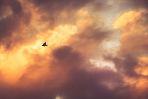 awan kumulus, burung, melonjak, berawan, langit, siang hari, matahari terbenam, senja, awan, awan - langit, langit yang dramatis, alam, penerbangan, bayangan hitam, tidak ada orang, di luar rumah, keindahan di alam, tema binatang, scenics - alam, satu binatang, bertulang belakang, hewan, satwa liar hewan, binatang di alam liar, cloudscape, adegan yang tenang, 5K, CC0, domain publik, bebas royalti