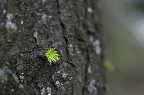 cedro, gemme, tronco, pianta, albero, tronco d'albero, natura, avvicinamento, colore verde, crescita, nessuno, giorno, concentrarsi sulle conoscenze acquisite, strutturato, bellezza nella natura, all'aperto, terra, fragilità, foresta, messa a fuoco selettiva, vulnerabilità, freschezza, albero di conifere, 4K, CC0, dominio pubblico, privo di copyright