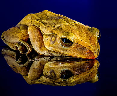 frosk, Lukk, speilbilde, dyr, dyre temaer, dyreliv, nærbilde, ett dyr, dyr i naturen, ingen folk, vann, hav, innendørs, natur, under vann, sjøliv, virveldyr, studio skudd, marine, svart bakgrunn, svømme~~POS=TRUNC, gul, dyr øye, blå bakgrunn, 2K, CC0, offentlig domene, opphavsrett gratis