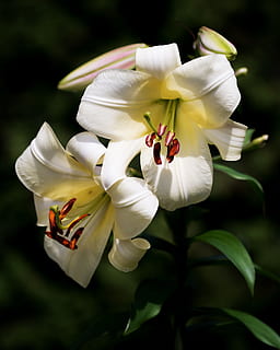 blanc, lilly, Pasqua, floral, florir, planta amb flors, flor, vulnerabilitat, fragilitat, planta, bellesa a la natura, frescor, pètal, creixement, inflorescència, cap de flor, primer pla, centrar-se en primer pla, Color blanc, naturalesa, pol·len, dia, cap gent, a l'aire lliure, botànica, 4K, CC0, domini públic, lliure de regalies