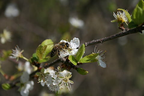 Frühling, Biene, Insekt, Blume, Natur, Garten, Honig, Pollen, Nektar, Blühen, Botanik, Blatt, Farbe, Bestäubung, Pflanze, Zerbrechlichkeit, blühende Pflanze, Verletzlichkeit, Schönheit in der Natur, Fokus auf den Vordergrund, Nahansicht, Wachstum, Frische, Tiere in freier Wildbahn, Tierthemen, wirbellos, Blütenblatt, Tierwelt, weiße Farbe, Tag, Tier, Blütenkopf, keine Leute, draußen, 4K, CC0, gemeinfrei, lizenzfrei