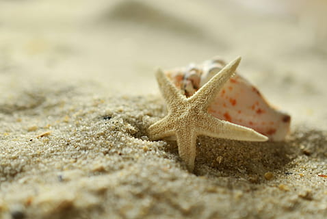 close, focus photo, starfish, beside, white, conch shell, sand, close up, focus, photo, shell, beach, maritime, decorative, flotsam, holiday, sand beach, holidays, travel, one animal, no people, animal themes, animal wildlife, star shape, animals in the wild, sea life, marine, sea, land, close-up, underwater, selective focus, nature, shape, 4K, CC0, public domain, royalty free