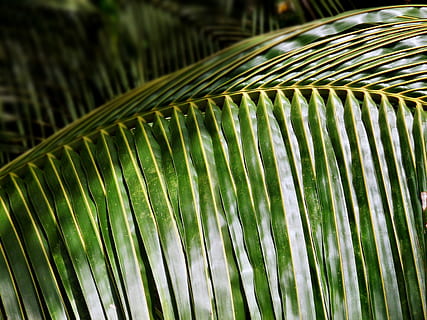 foglia di cocco, Noce di cocco, foglia, albero, tropicale, estate, natura, pianta, verde, esotico, ramo, naturale, isolato, fresco, struttura, foresta, modello, astratto, luminosa, ambiente, vegetazione, foglia di palma, Palma, fronda, colore verde, avvicinamento, clima tropicale, concentrarsi sulle conoscenze acquisite, crescita, nessuno, modello naturale, parte vegetale, giorno, bellezza nella natura, le foglie, all'aperto, 4K, CC0, dominio pubblico, privo di copyright