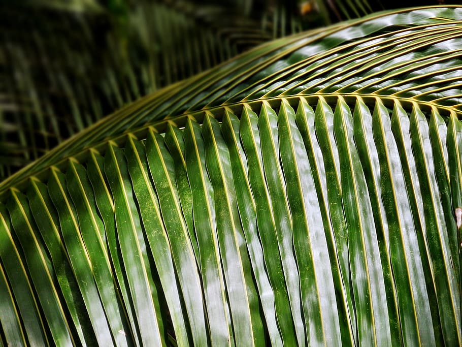 foglia di cocco, Noce di cocco, foglia, albero, tropicale, estate, natura, pianta, verde, esotico, ramo, naturale, isolato, fresco, struttura, foresta, modello, astratto, luminosa, ambiente, vegetazione, foglia di palma, Palma, fronda, colore verde, avvicinamento, clima tropicale, concentrarsi sulle conoscenze acquisite, crescita, nessuno, modello naturale, parte vegetale, giorno, bellezza nella natura, le foglie, all'aperto, 4K