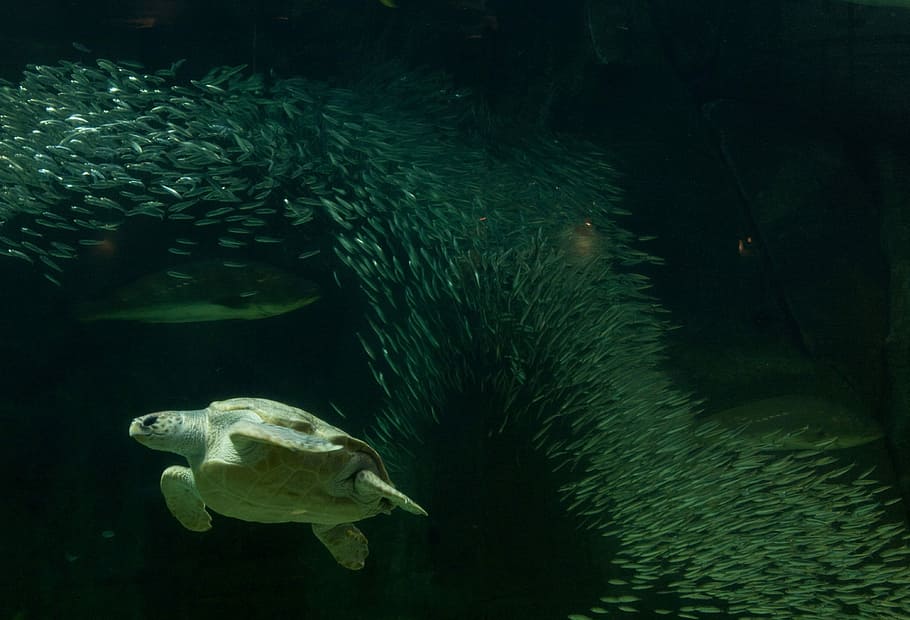 Turtle, Aquarium, Fish Tank, fish, underwater, animals in the wild, swimming, animal themes, one animal, water, animal, animal wildlife, sea, vertebrate, sea life, marine, undersea, group of animals, nature, no people, green color, outdoors, school of fish, 4K