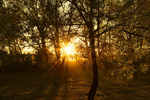 hora màgica, posta de sol, bosc, conte, sol de tarda, Sol ponent, sol, camp, muntanya, paisatge natural, paisatge, arbre, planta, bellesa a la natura, tranquil·litat, terra, llum solar, escenics - natura, naturalesa, escena tranquil·la, creixement, tronc de l'arbre, cel, tronc, escena no urbana, raig de sol, cap gent, a l'aire lliure, flare de la lent, streaming, 5K, CC0, domini públic, lliure de regalies