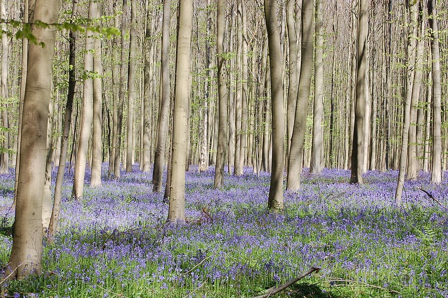 foresta, alberi, fiori, natura, legna, scenario, verde, fiore, albero, pianta, all'aperto, colore verde, bellezza nella natura, nessuno, immagine a colori, primavera, viola, tronco d'albero, terra, pianta fiorita, la tranquillità, crescita, tronco, scena tranquilla, campo, scenics - natura, bosco, giorno, paesaggio, lavanda, bambù - pianta, 2K