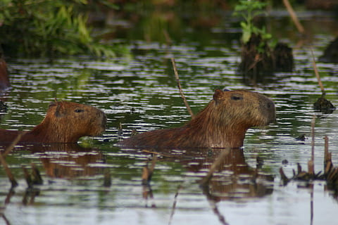 capybara, fang, herba, aigua, animal, temes d'animals, fauna animal, llac, mamífer, vertebrats, animals a la natura, grup d’animals, reflexió, naturalesa, davant del mar, dos animals, cap gent, dia, nedar, planta, a l'aire lliure, 2K, CC0, domini públic, lliure de regalies