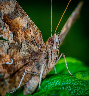 papallona, lepidòpters, macro, fauna animal, temes d'animals, animal, primer pla, invertebrat, animals a la natura, insecte, un animal, color verd, cap gent, naturalesa, part de la planta, dia, full, antena animal, enfocament selectiu, planta, part del cos dels animals, Llagosta, a l'aire lliure, papallona - insecte, ull d’animals, 4K, CC0, domini públic, lliure de regalies