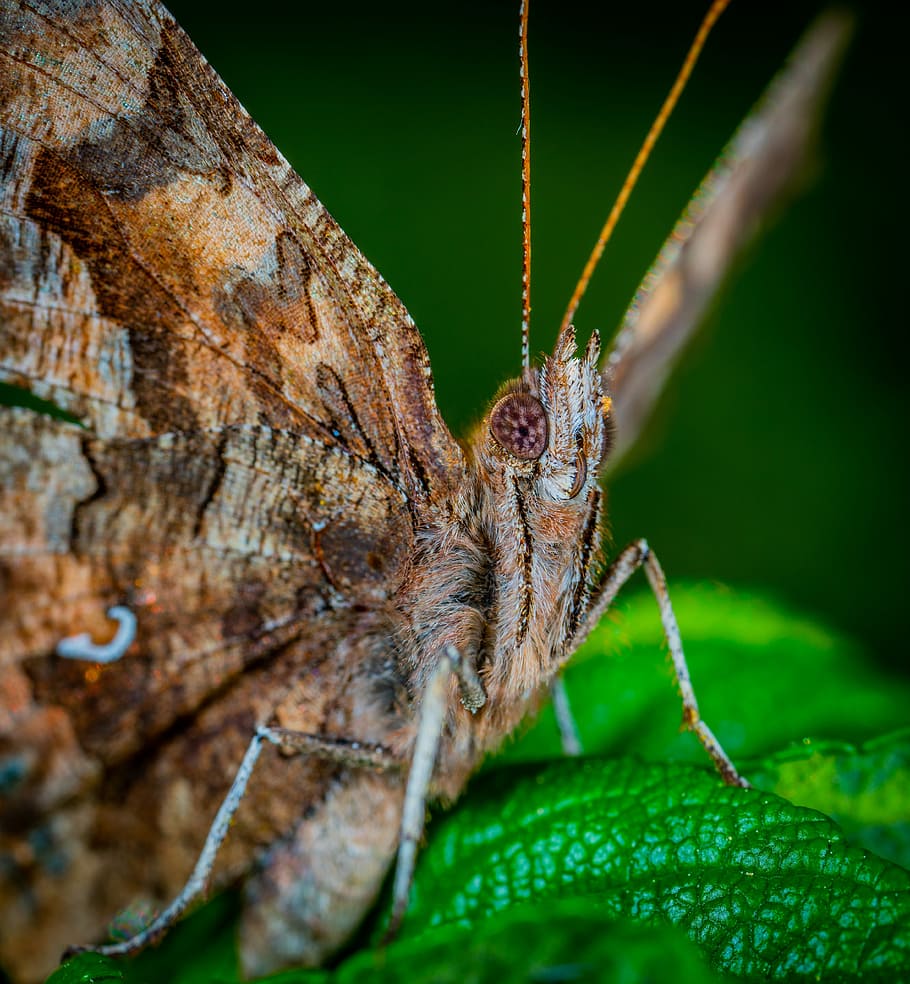 papallona, lepidòpters, macro, fauna animal, temes d'animals, animal, primer pla, invertebrat, animals a la natura, insecte, un animal, color verd, cap gent, naturalesa, part de la planta, dia, full, antena animal, enfocament selectiu, planta, part del cos dels animals, Llagosta, a l'aire lliure, papallona - insecte, ull d’animals, 4K