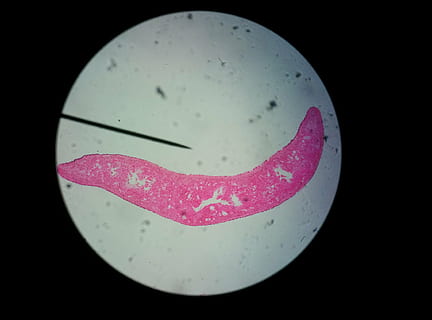 planta, microscopi, ciència, cel·la, fermentació de microorganismes, curiositat, primer pla, fons negre, a l'interior, cap gent, forma, naturalesa, nit, forma geomètrica, tir de l'estudi, tirar, salut i medicina, cercle, instrument òptic, Color blanc, aigua, bellesa a la natura, experiment científic, porpra, 4K, CC0, domini públic, lliure de regalies