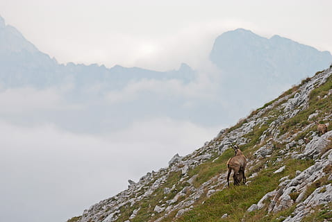 bruin, dier, bergfoto, bewolkt, hemel, berg-, foto, natuur, buitenshuis, landschap, bergtop, wandelen, Vakantiebestemmingen, bergketen, avontuur, scenics - natuur, rots, schoonheid in de natuur, zoogdier, dierlijke thema's, huisdieren, solide, dag, milieu, huiselijk, rock - object, niet-stedelijke scène, mist, één dier, geen mensen, vorming, 4K, CC0, publiek domein, royaltyvrij