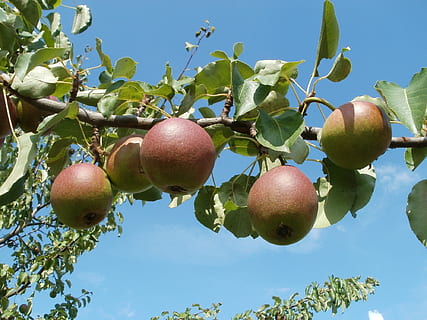 poma, arbres, prat, horts, naturalesa, verd, fruita, jardí, temporada, branca, planta, agricultura, estiu, creixement, primavera, natural, menjar, collita, granja, a l'aire lliure, frescor, jardineria, orgànic, botànica, medi ambient, menjar i beguda, alimentació saludable, arbre, cel, benestar, vista d’angle baix, full, cap gent, arbre fruiter, dia, part de la planta, pomera, fruita de poma, madur, 1080P, CC0, domini públic, lliure de regalies