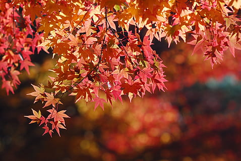 foto de close-up, vermelho, Castanho, maple leafs, folha de Carvalho, panorama, árvore, outono, folha, natureza, temporada, floresta, amarelo, ao ar livre, ramo, multi colorido, origens, Outubro, árvore de bordo, cor laranja, mudança, parte da planta, beleza na natureza, plantar, focar em primeiro plano, fechar-se, ninguém, crescimento, dia, foco seletivo, fragilidade, sai, condição natural, coleção de outono, 2K, CC0, domínio público, royalty free