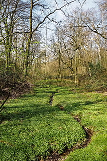 skog, landskap, bach, glade, trær, natur, vann, grønn, strømme, anlegg, bo, bunndekke, idyll, Seefeld, gress, himmel, vakker, hvile, eng, avslapning, landlig, scenisk, Natur reservat, blå himmel, humør, vår, skyer, Logg, gjenoppretting, blader, grener, naturvern, våtmarks, tre, scenics, grønn farge, ro, land, rolig scene, skjønnhet i naturen, dag, vekst, ingen folk, naturskjønnhet - natur, ikke-urbane scene, felt, bare tre, miljø, stamme, utendørs, sti, 4K, CC0, offentlig domene, opphavsrett gratis