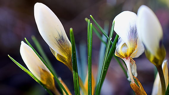 crocus, bunga crocus, putih, musim semi, bunga bulat, foto, menanam, bunga, tanaman berbunga, pertumbuhan, keindahan di alam, merapatkan, kesegaran, alam, kerentanan, kerapuhan, tidak ada orang, fokus pada latar depan, daun bunga, hal berkembang, kepala bunga, di luar rumah, tunas, warna hijau, mekar, ungu, hamparan bunga, 4K, CC0, domain publik, bebas royalti