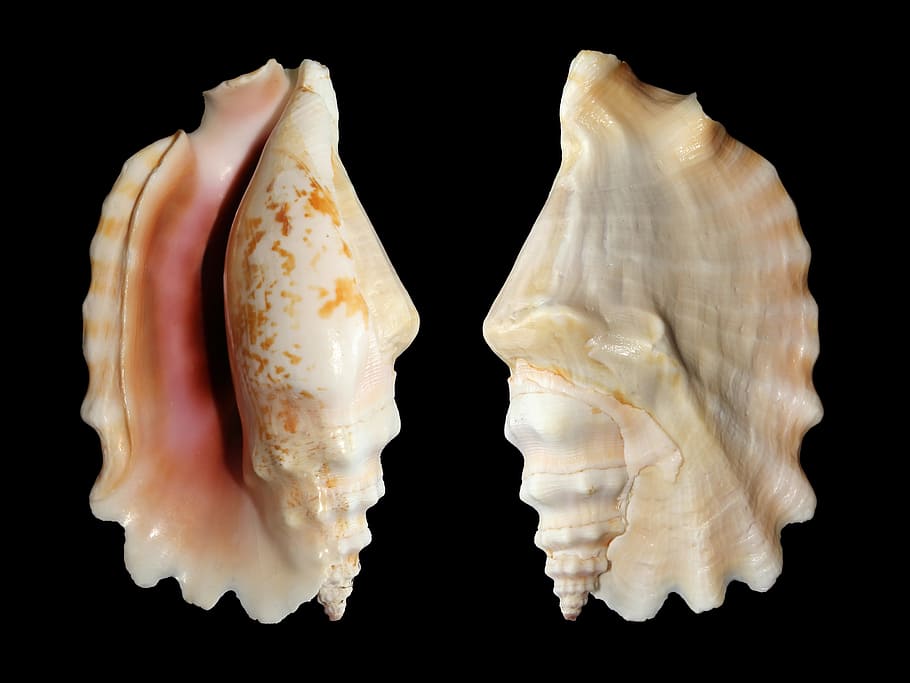 dues petxines marrons i blanques, marró, petxines marines, cargol de potes, cargol, shell, sinustrombus sinuatus, strombidae, petxina de mar, mare de perla, fons negre, tir de l'estudi, cap gent, primer pla, menjar, temes d'animals, a l'interior, tallar, closca d’animals, fauna animal, dos objectes, sol objecte, natura morta, frescor, animal, benestar, menjar i beguda, salut i medicina, marí, 5K
