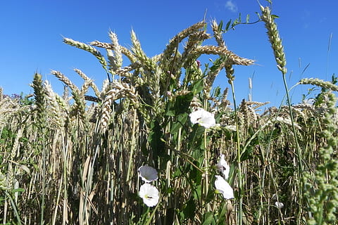 Trichterfaden, Winde, Weizen, Spitze, Bergsteiger, Pflanze, umschlingen, Flora, Wachstum, Natur, keine Leute, Tag, Himmel, Blume, Feld, Schönheit in der Natur, Sonnenlicht, blühende Pflanze, Land, Blau, klarer Himmel, Ernte, Nahansicht, draußen, Landwirtschaft, Ruhe, Frische, Baumwollpflanze, Blütenkopf, 2K, CC0, gemeinfrei, lizenzfrei