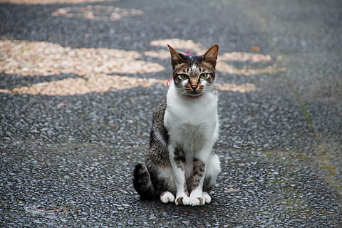 kat, sidde, vente, nuttet, kæledyr, dyr, natur, indenlandske kat, et dyr, dyre temaer, pattedyr, indenlandske, feline, husdyr, hvirveldyr, sidder, kigger på kameraet, ingen mennesker, by, gade, portræt, fokus på forgrunden, dag, fuld længde, bakkenbart, 5K, CC0, offentligt domæne, royaltyfrie